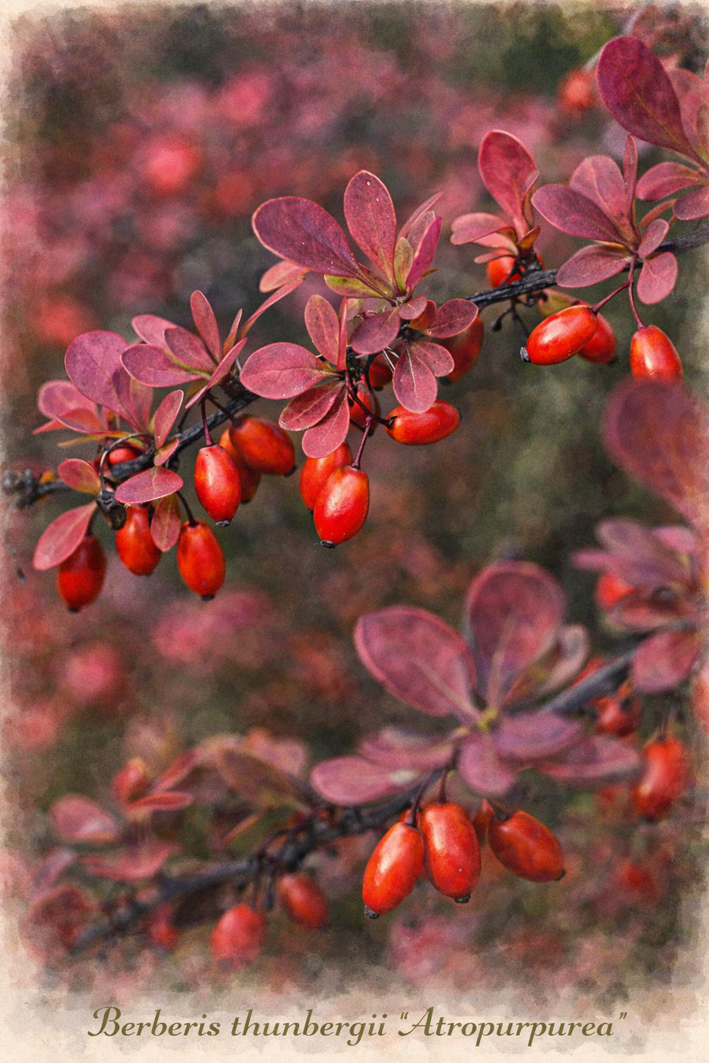 QR thunbergii-atropurpurea.png QR thunbergii-atropurpurea.png